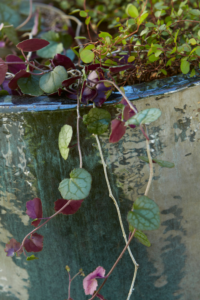Wikholmform ceramic pots in curved form and natural finish