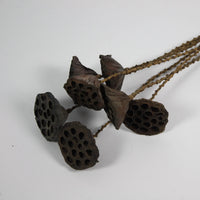 Lotus Twig 7-Pack - Dried Lotus Seed Pods for Unique Home Decor