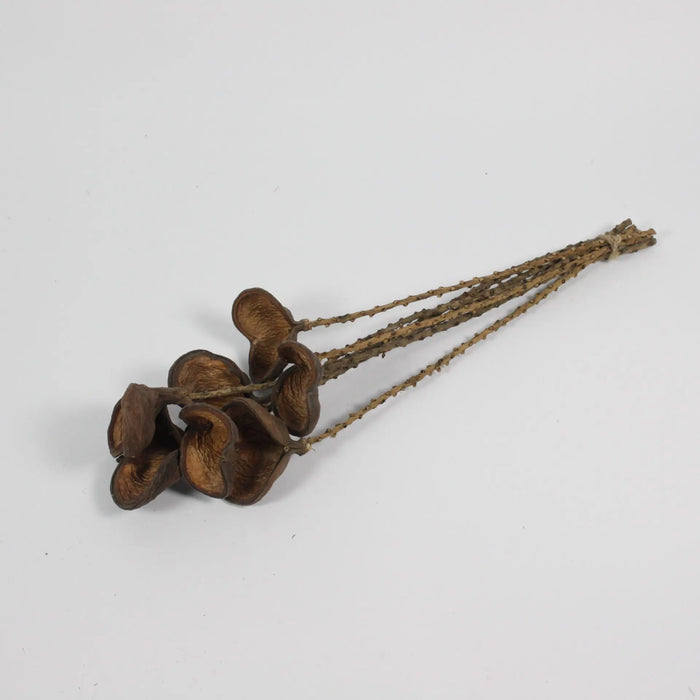 Almond Nut Twig 7-Pack - Dried Decorative Twigs for Stylish Home Decor