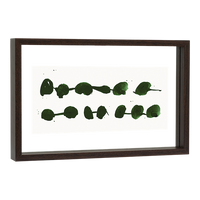 angled view of walnut floating frame by Urban Nature Culture showing depth and glass layers