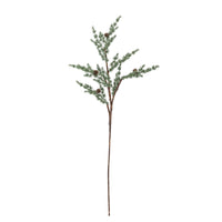 Frosted Pine Stem with small brown cones on a slender brown stem on a white background