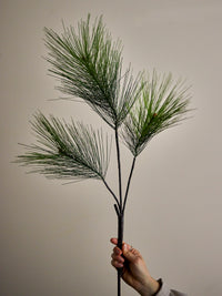 Hand holding the Long-Needle Pine Stem, showing three branches of long, fine green needles against a neutral wall