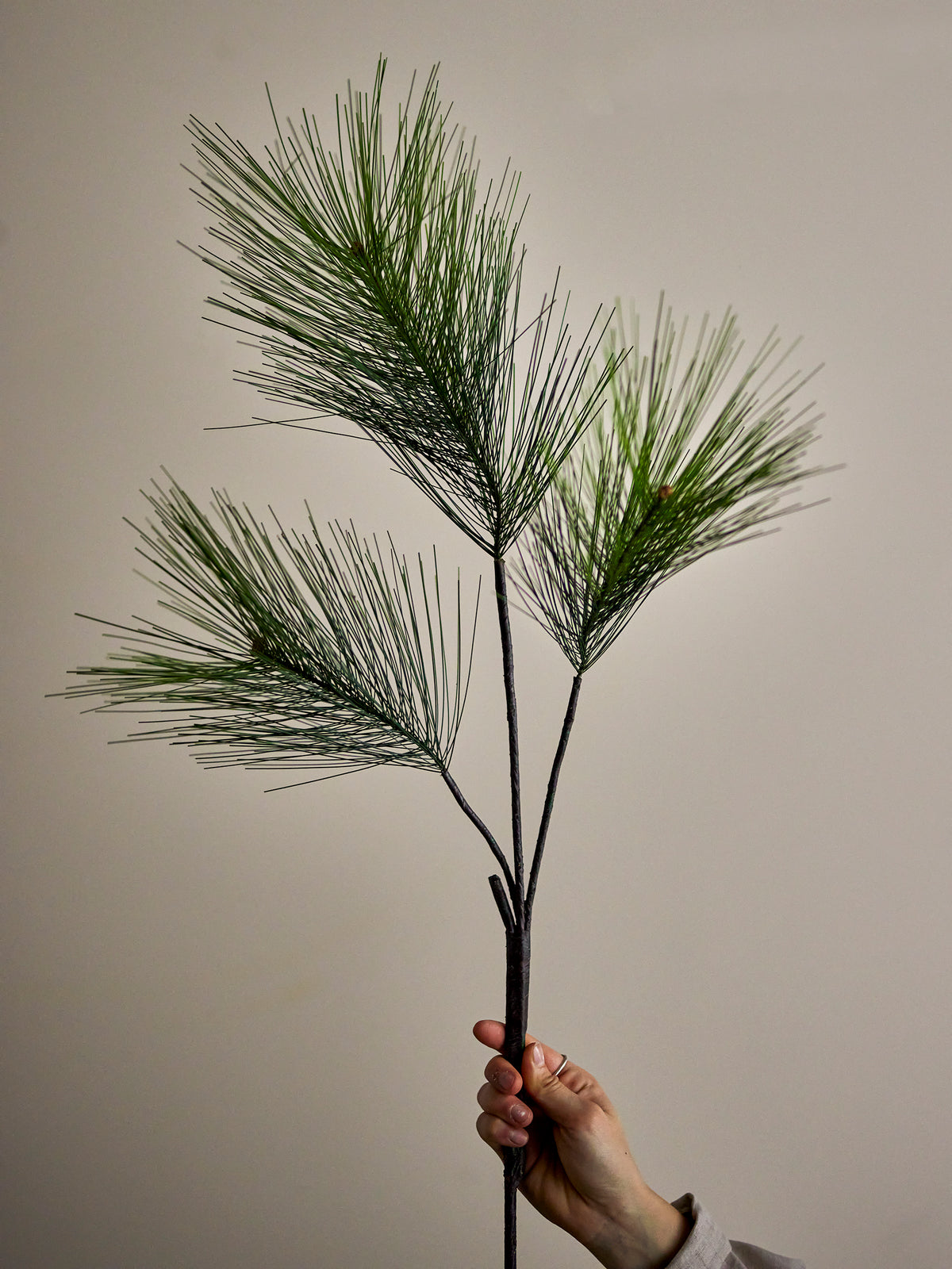 Hand holding the Long-Needle Pine Stem, showing three branches of long, fine green needles against a neutral wall