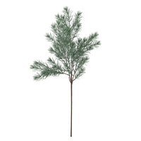 Slender Pine Stem with clustered frosted green needles on a dark brown stem on a white background