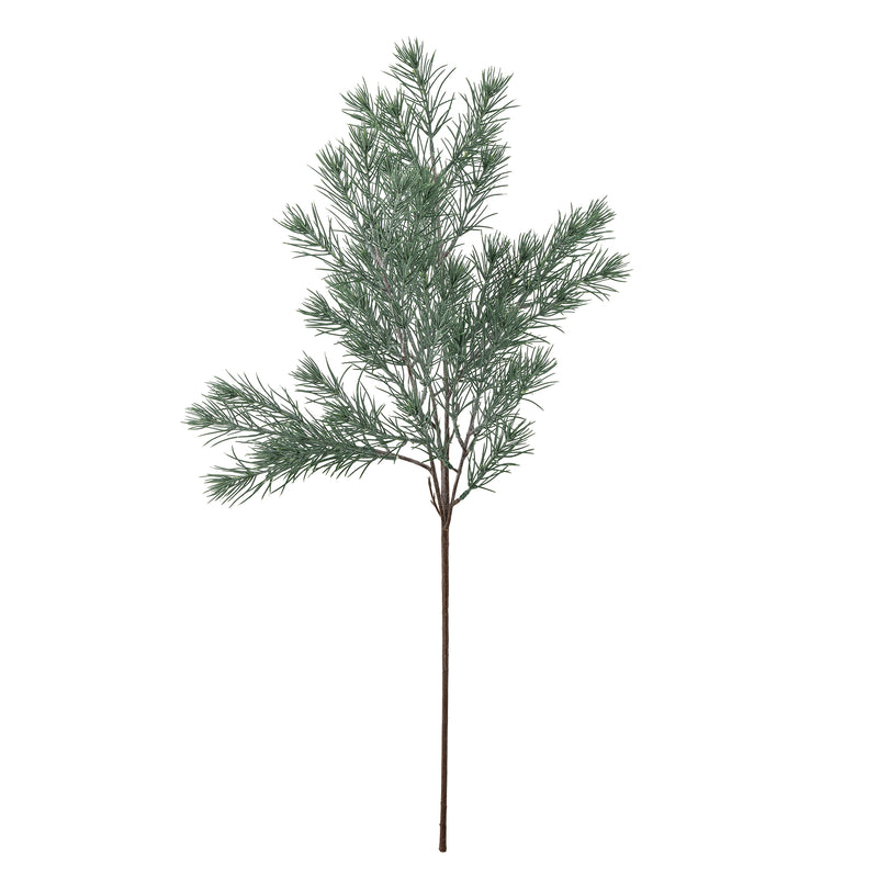 Slender Pine Stem with clustered frosted green needles on a dark brown stem on a white background