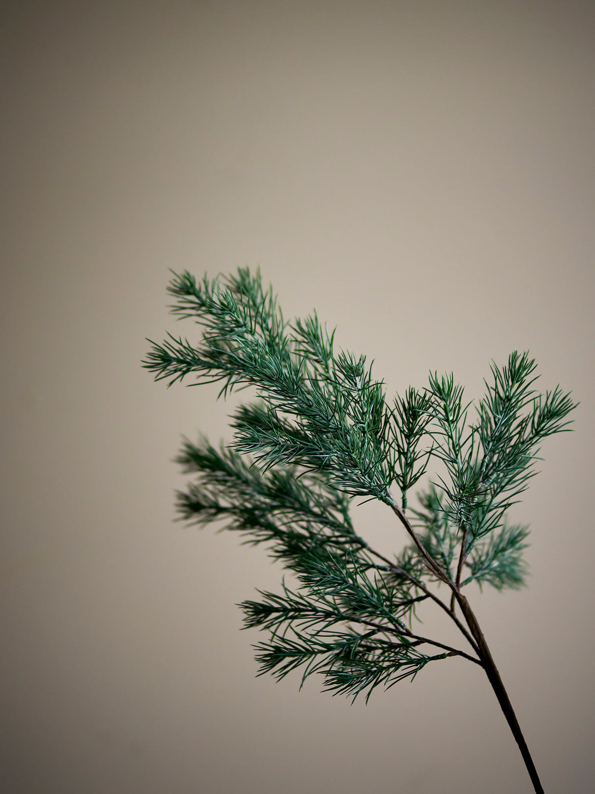 Close-up of the frosted green needles of the Pine Stem against a soft taupe background