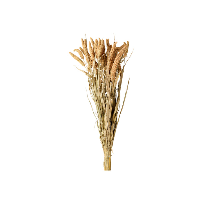 Dried bristle grass bundle in warm golden tones
