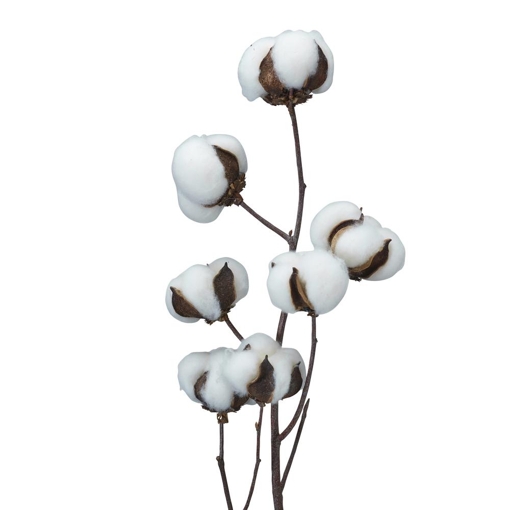 Dried Natural Cotton Stem