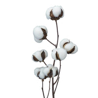 Dried Natural Cotton Stem