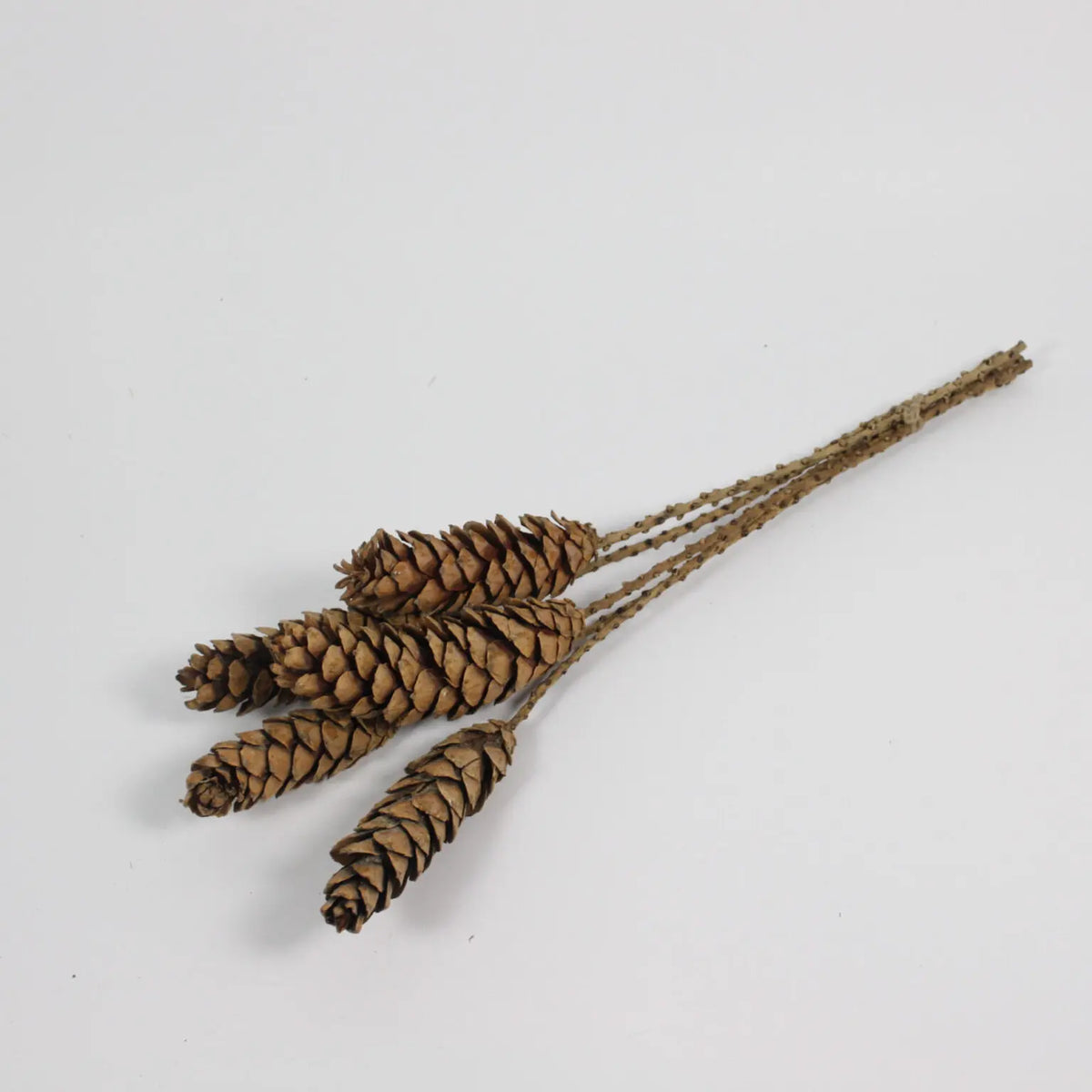 Strobustall Twig 5-Pack – Dried Pine Cones for Natural Home Decor