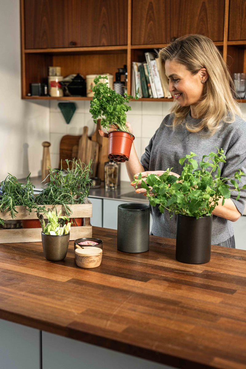 Wooden seasoning jar for salt or herbs on a kitchen worktop with sprouting herbs
