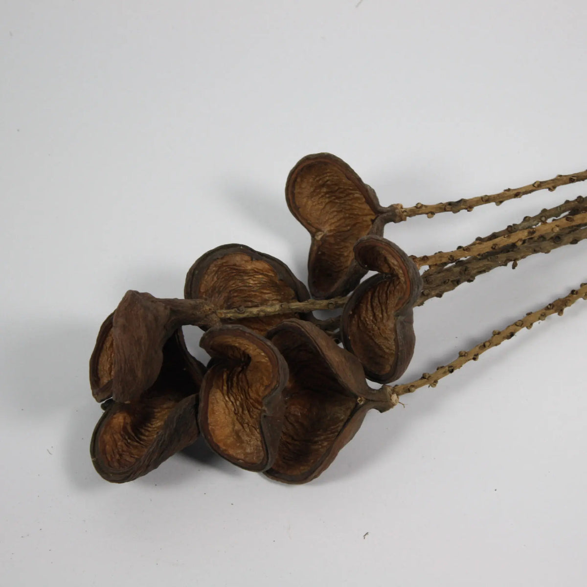 Close-up of the open almond shells on the dried twigs by Olsson & Jensen