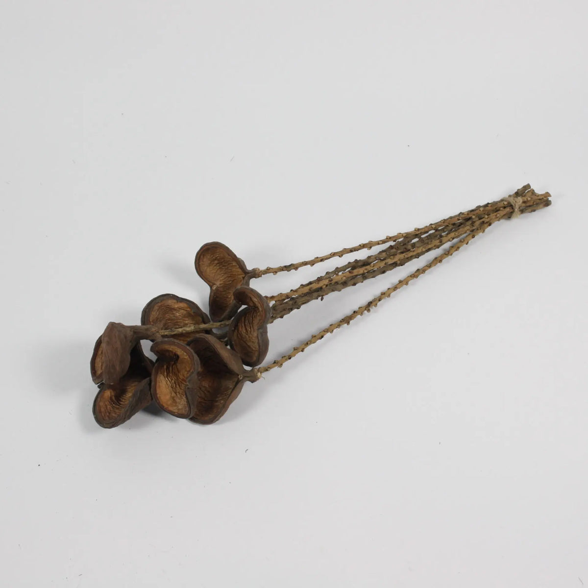 Pack of seven dried almond nut twigs by Olsson & Jensen on a grey background