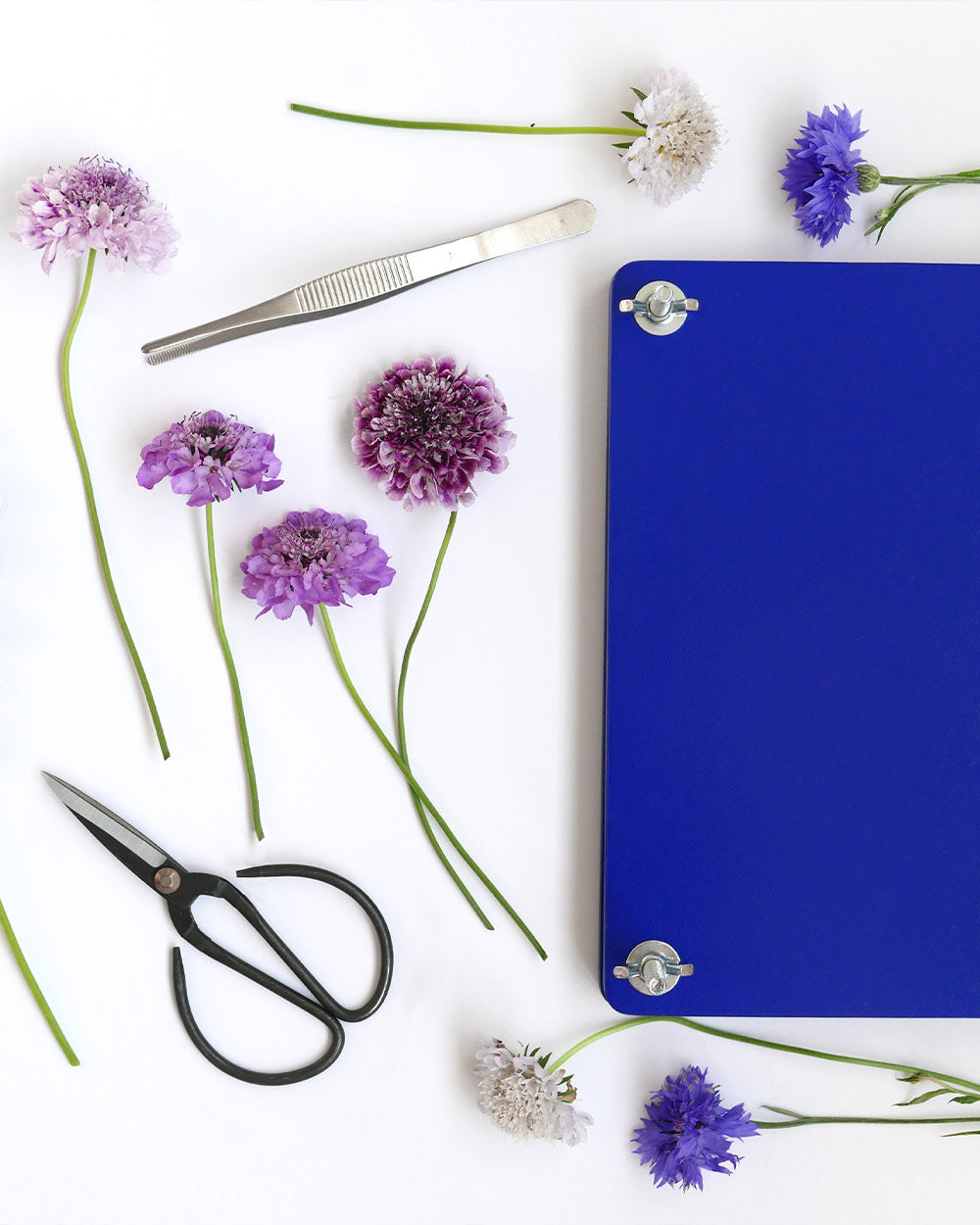 Flat lay of flower press board, tools, and fresh flowers