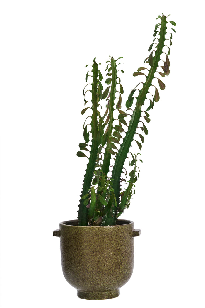 olive green stoneware flower pot with speckled glaze and small side handles
