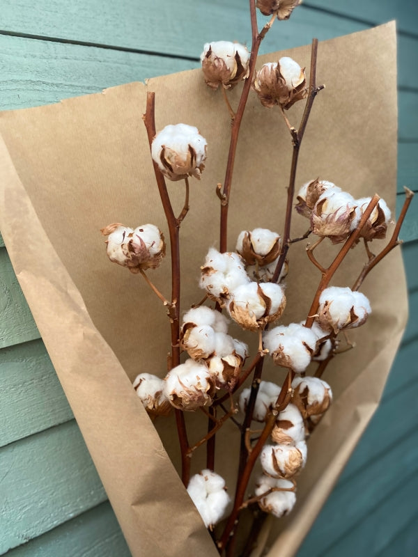 Dried Natural Cotton Stem