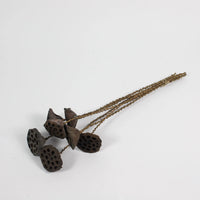 Dried lotus seed pod stems, pack of 7, by Olsson & Jensen