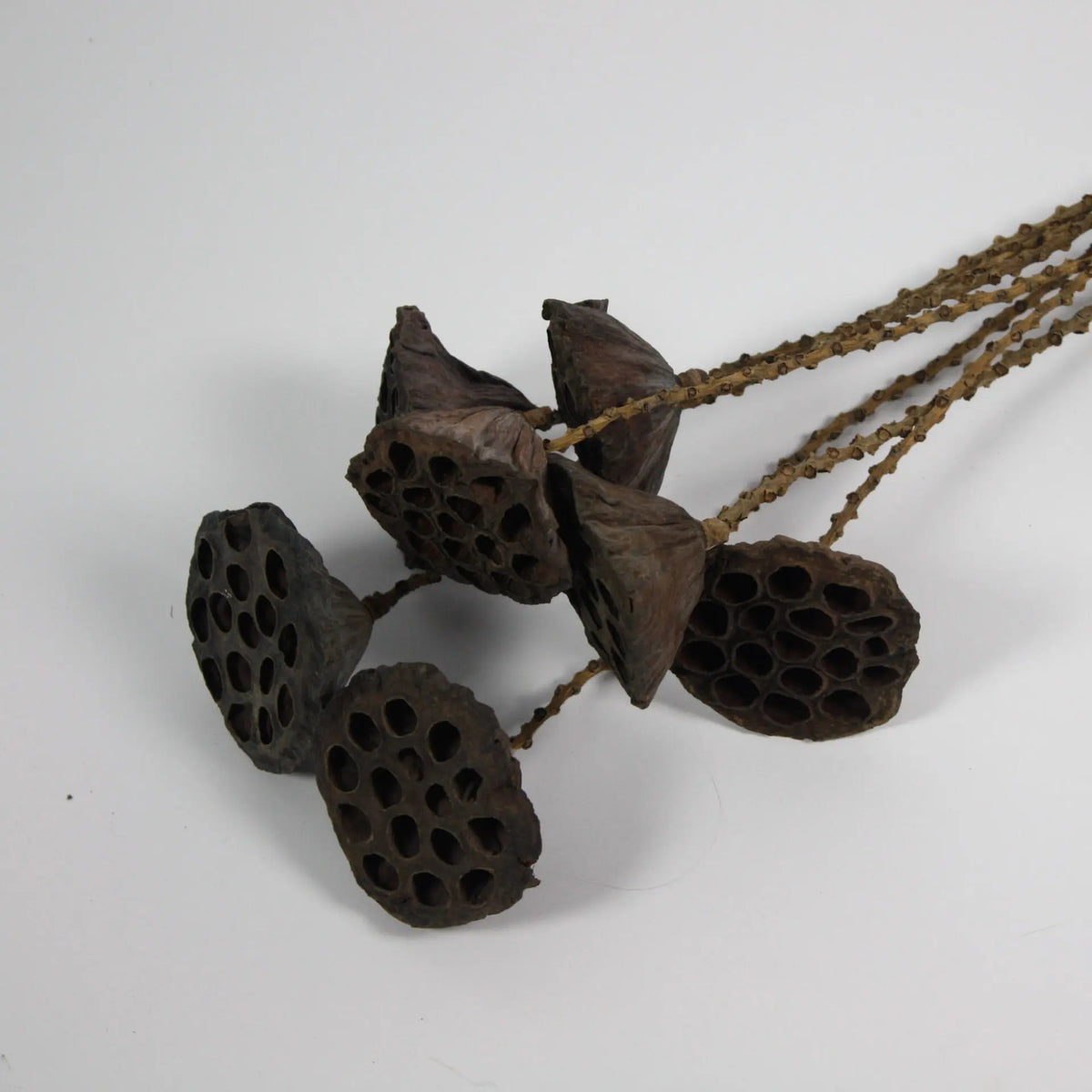 Close-up of dried lotus seed pods by Olsson & Jensen