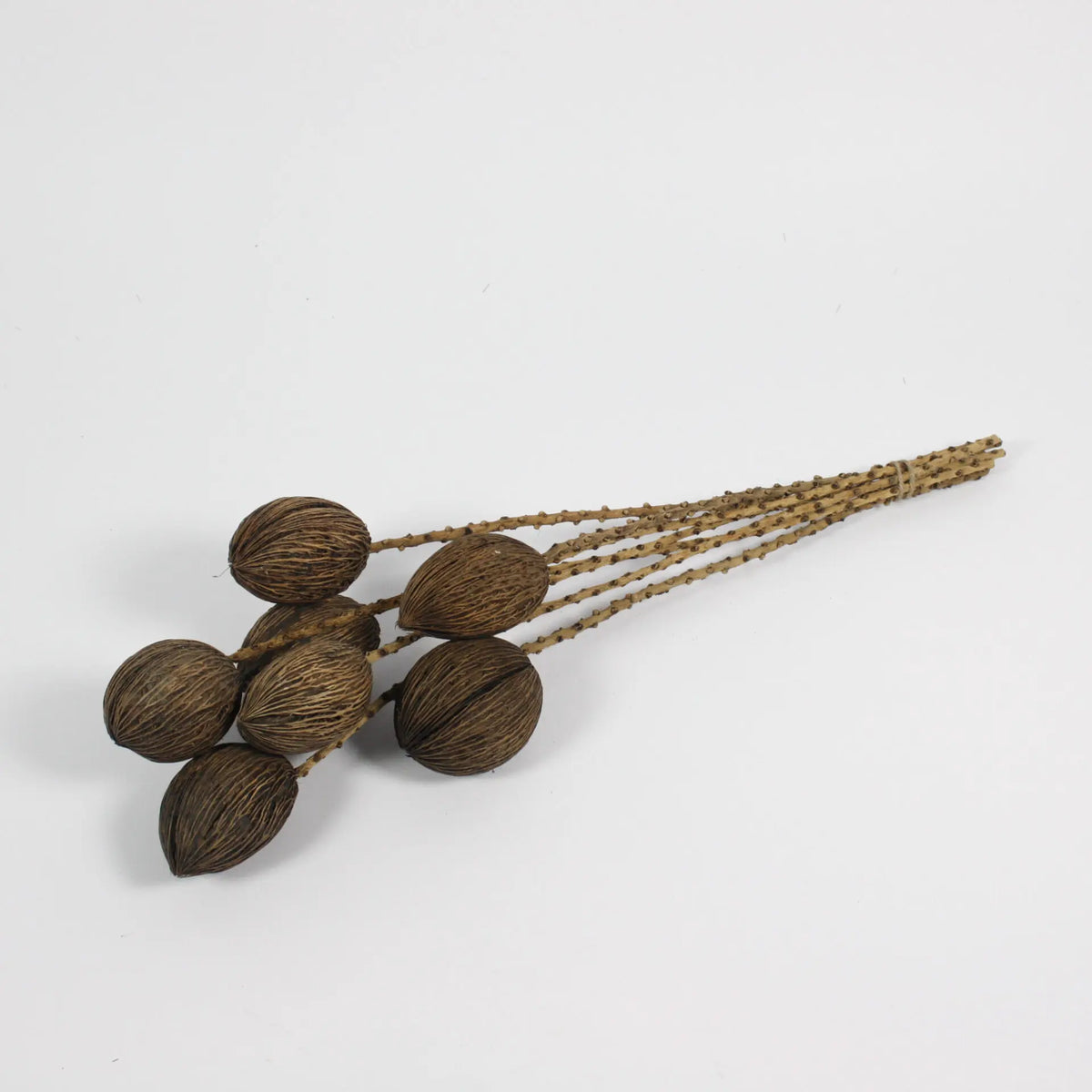 Mintola twig dried seed pod stems, pack of 7, by Olsson & Jensen