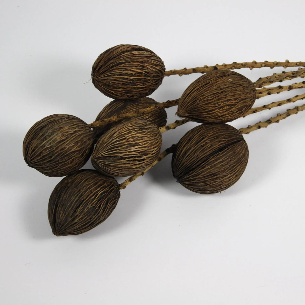 Close-up of the round dried seed pods on the Mintola twig stems by Olsson & Jensen