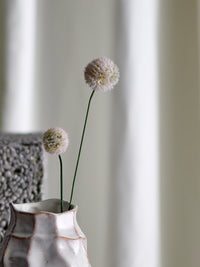 Soft cream phlox stem styled in modern vase setting