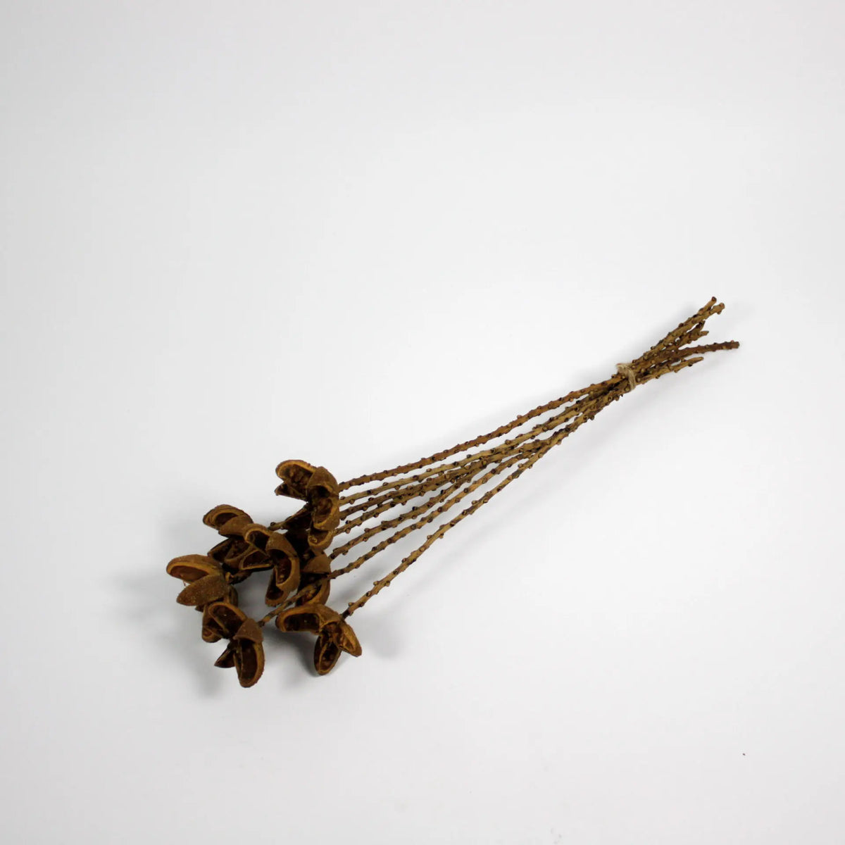 Orange twig dried seed pod stems, pack of 7, by Olsson & Jensen