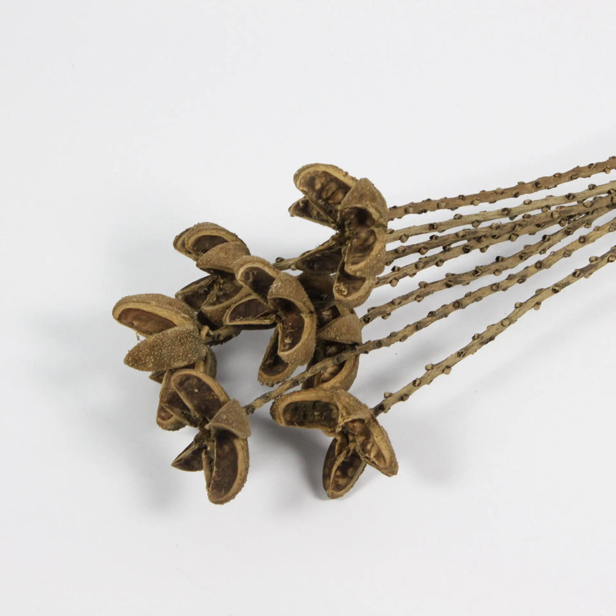 Close-up of the dried seed pods on the Orange twig stems by Olsson & Jensen