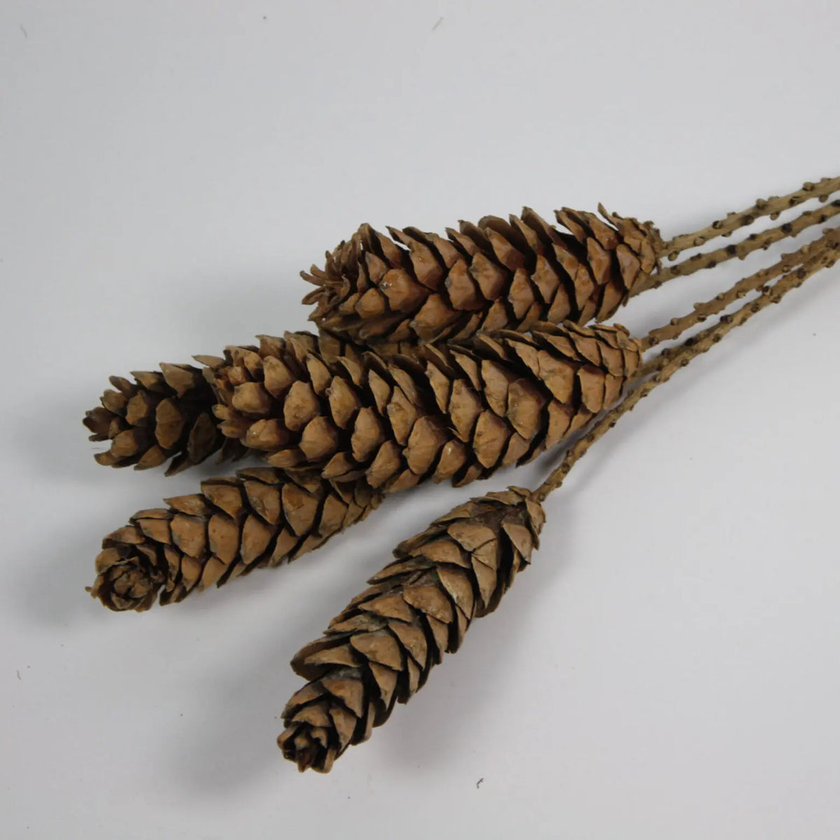 Close-up of the dried pine cones on the Strobus twig stems by Olsson & Jensen