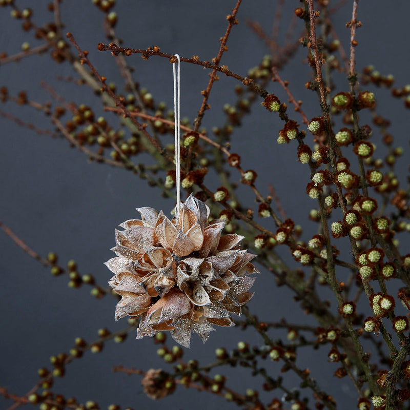 Ornament Seeds Nature